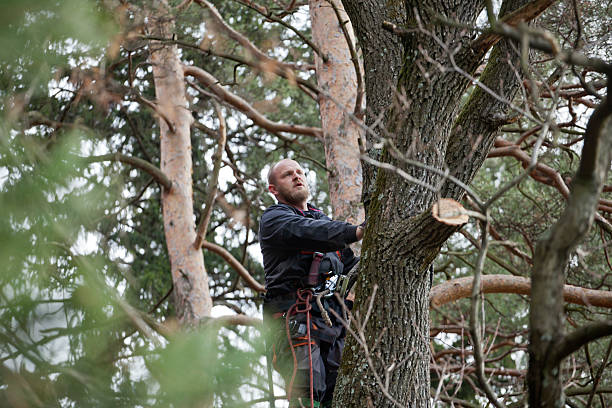 Professional Tree Care in Huron, OH